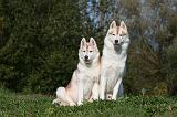 SIBERIAN HUSKY 855